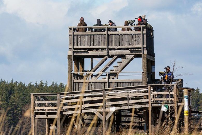 Knuutilan puinen lintutorni, jossa lukuisia lintuharrastajia tarkkailemassa lintujen kevätmuuttoa kiikareilla ja kaukoputkilla.