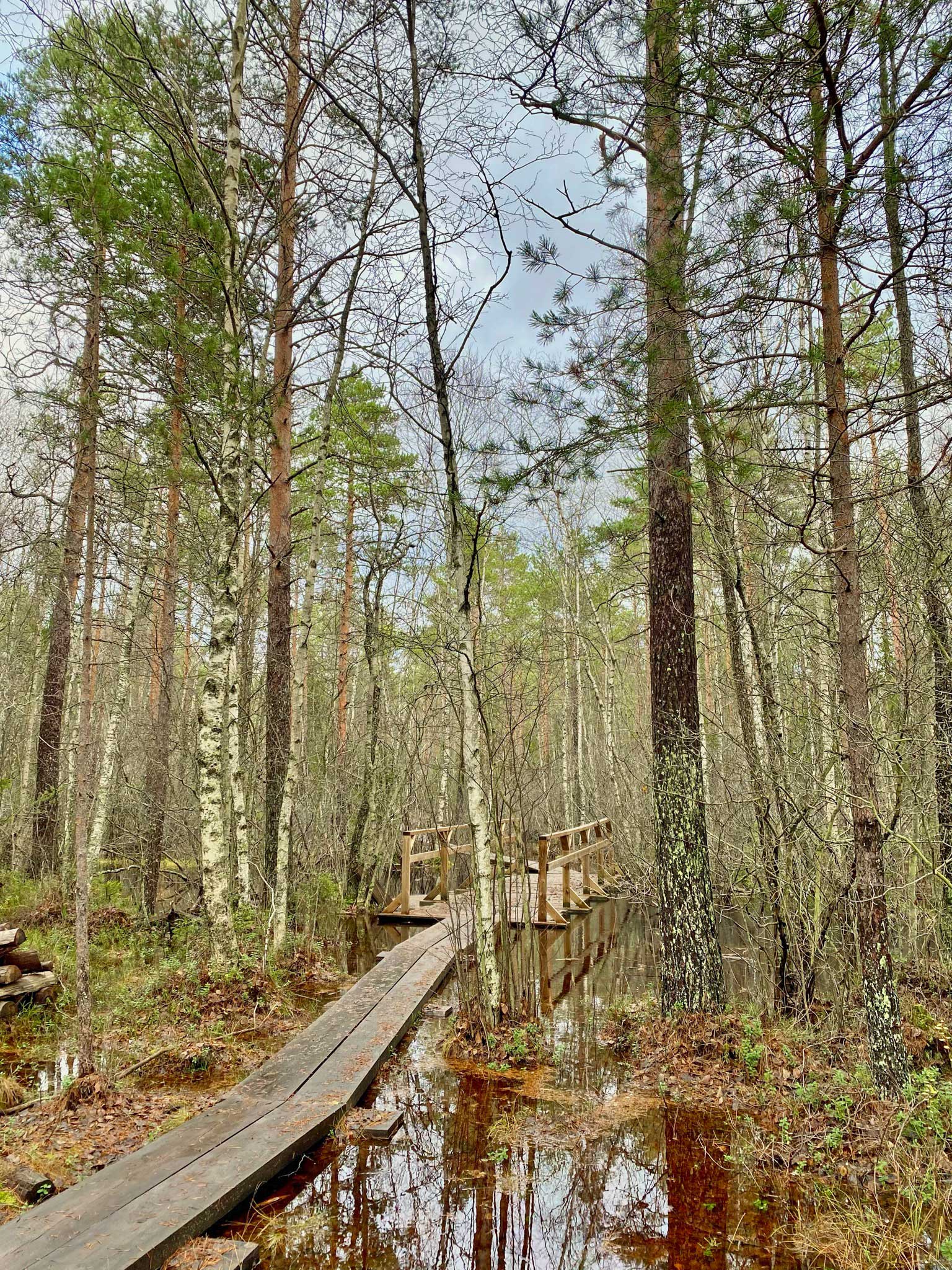 Pitkospuut johtavat puusillalle metsän keskellä.