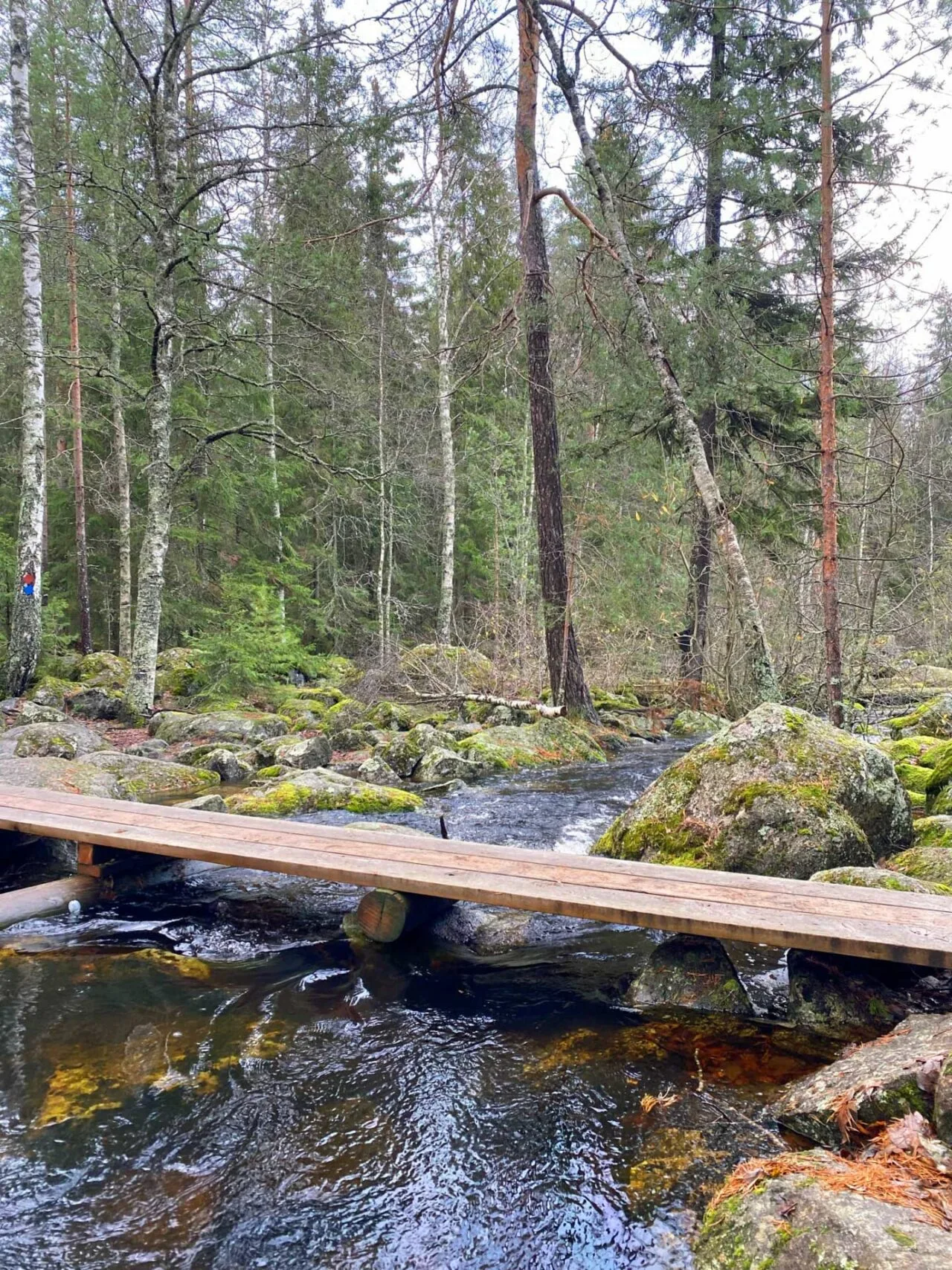 Laajanojan ylitse menee pitkospuut.