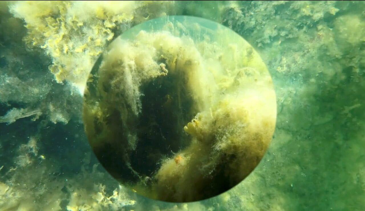 kuvakaappauskuva merenalaiselta videolta Bluegreen bodies (and other stories)